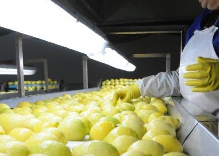 U.S. allows system approach for Chilean lemons