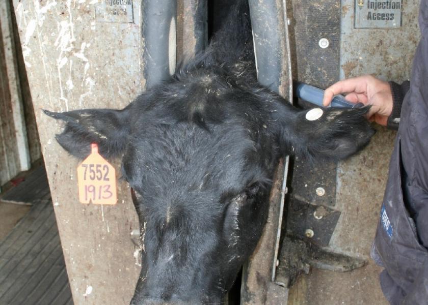 The draft guidance covers dosage forms such as injectable or intra-mammary antibiotic products now available over the counter for use in beef and dairy cattle. 