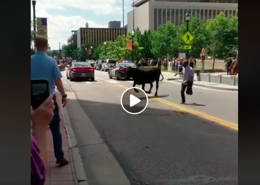 Video: Escaped Longhorn Roped Inside Building In Colorado Springs