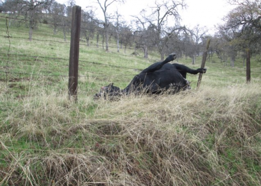 California Police Searching for "Cow Killers" Who Shot Three Cattle