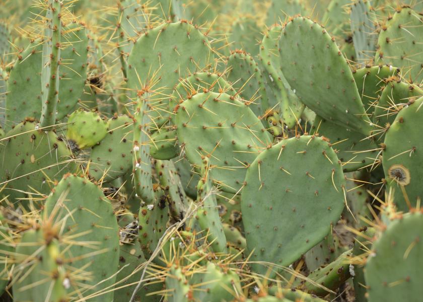 Beef producers don’t look kindly on cattle rustlers. So, it’s no surprise they don’t like uncontrolled pricklypear cactus growth robbing them blind of prime grazing lands.