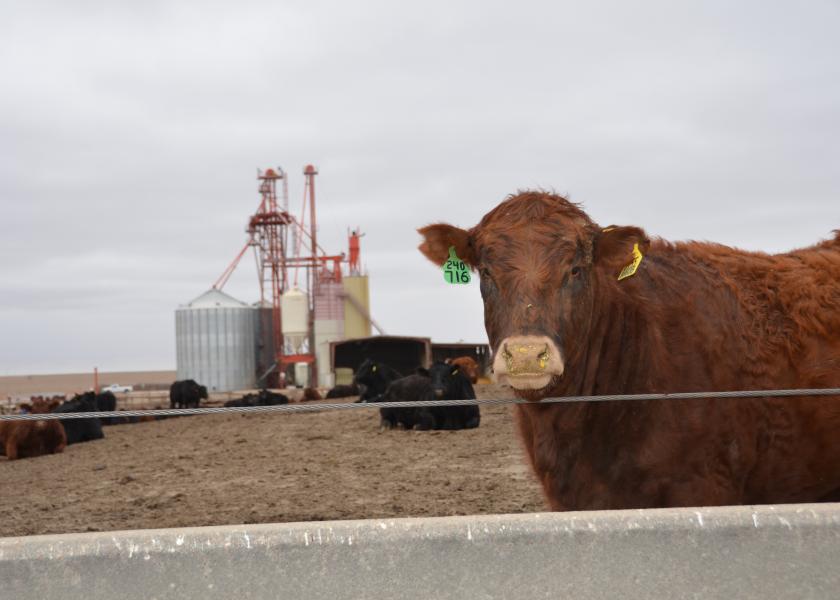 A $3 retreat in cash cattle prices sent feeding margins lower.
