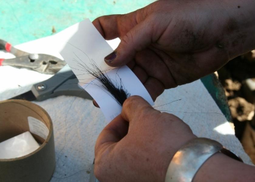 Hair follicle samples can provide DNA for genomic analysis in cattle.