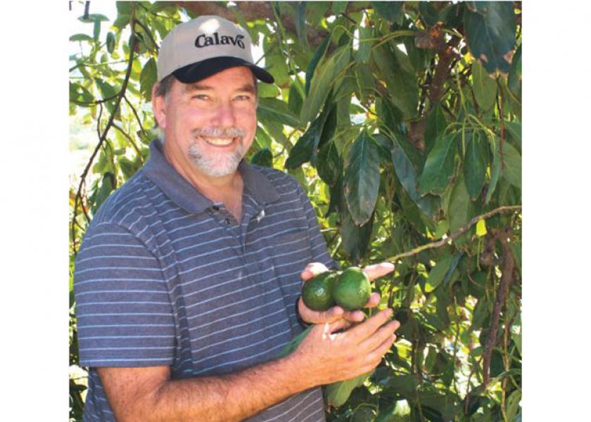 Leo McGuire, field manager for Calavo Growers Inc., checks out hass avocados in a grove in Temecula, Calif., in early March. Calavo Growers Inc. got an early start this season with a much better crop than last year, says Rob Wedin, vice president of sales and marketing.