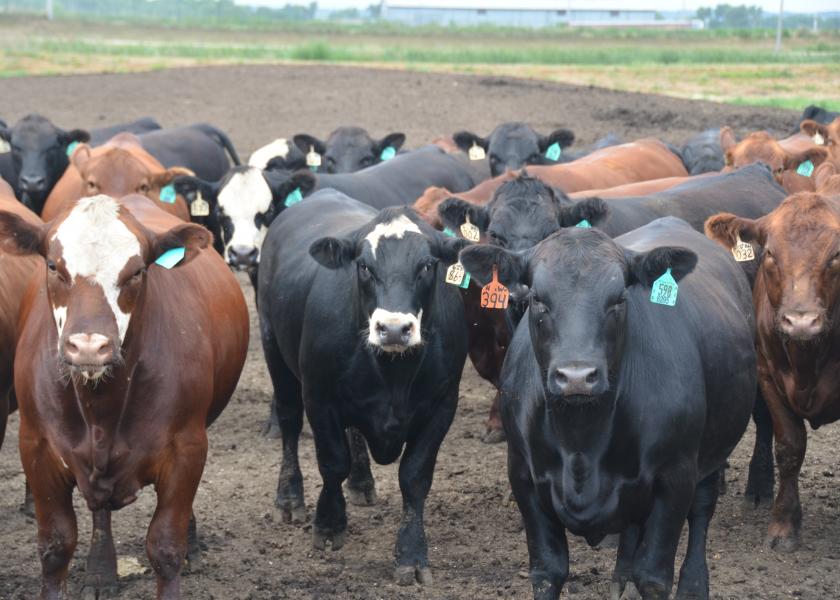 Cattle prices slipped $2