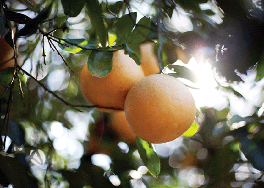 Good supplies of Texas citrus remaining, suppliers say