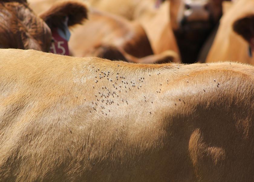 Fly control needs to be considered whether in a dry lot or grazing.