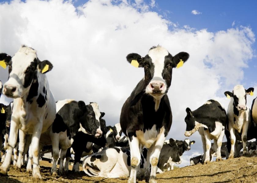Advocates Point to Benefits of Large-Scale Farming For Dairies, Others