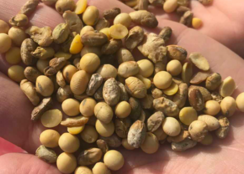 Avoid Soybean Agronomic and Financial Pitfalls