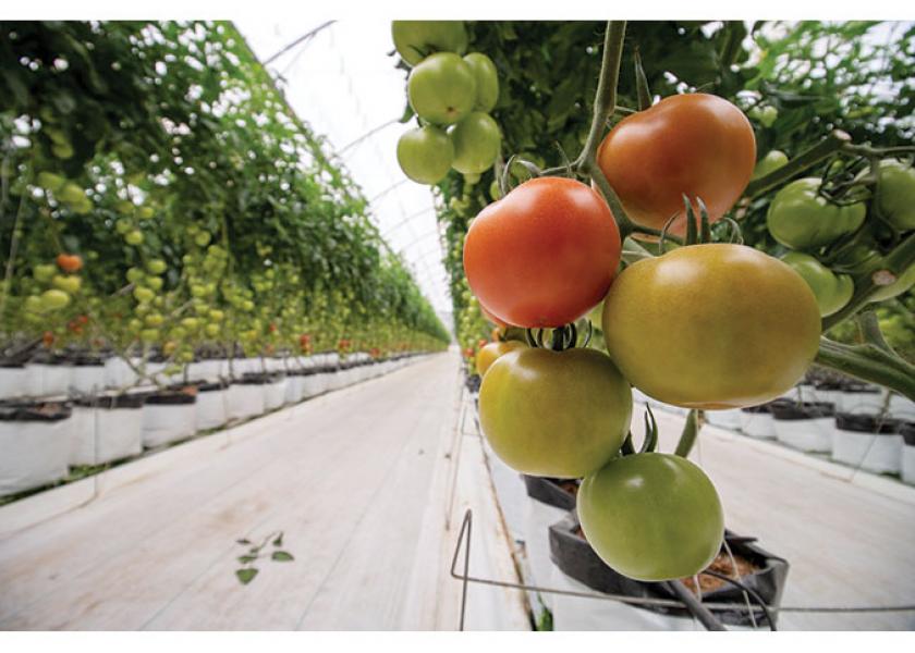 March and April should be good months for Divine Flavor LLC, says Michael DuPuis, quality assurance and public relations coordinator. The company will offer roma, round, beefsteak and grape tomatoes; slicer, European and Persian cucumbers; conventional and organic bell peppers and some squash.
