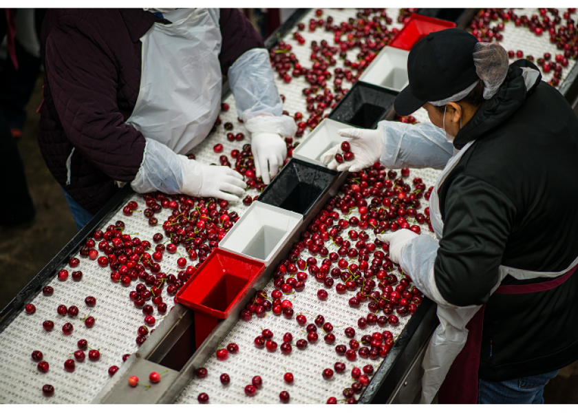 Employees sort California cherries in this file photo. This season, growers and packers are implementing measures to protect employees in the orchards and packinghouses from the coronavirus.