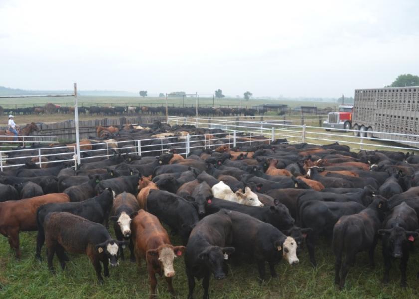 The Balance of This U.S. Cattle Inventory Cycle May be Unusual