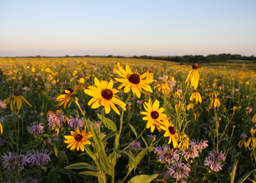 Native prairie with flowers