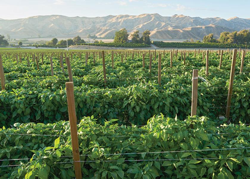 Prime Time International was expected to start harvesting red and yellow bell peppers in the Oxnard area, shown here last year, in July, says Katy Johnson, marketing assistant.