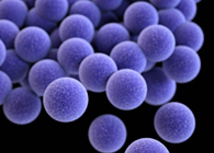 A rebuilt bacterial compound called tunicamycin could bolster penicillin’s effectiveness against antibiotic-resistant germs like Staphylococcus aureus.