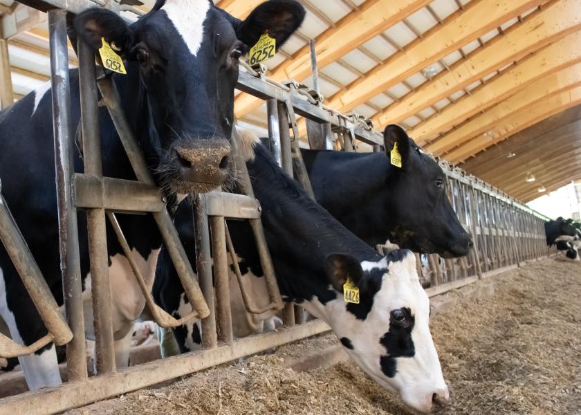 Methane Emissions From Dairy Cattle The Packer