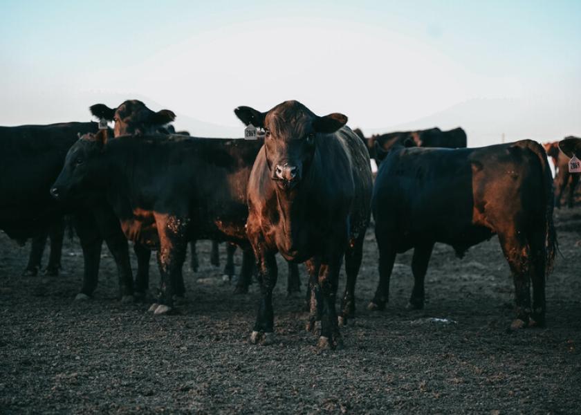 A backlog of fed cattle threatens the beef industry