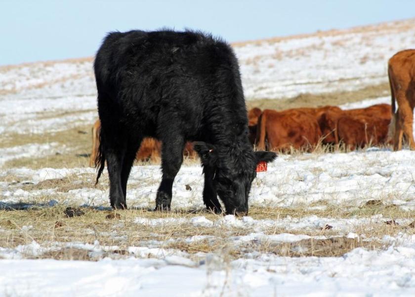 Cattle in snow