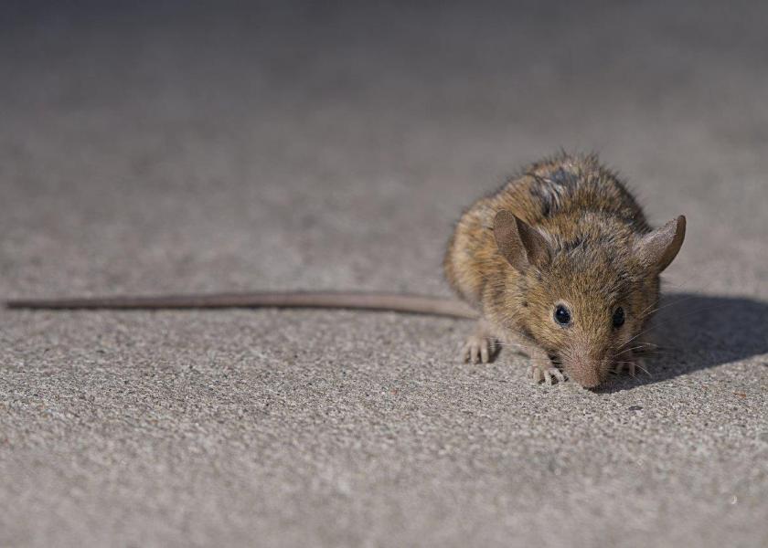 How a Hong Kong alley rat changed a young couple's life