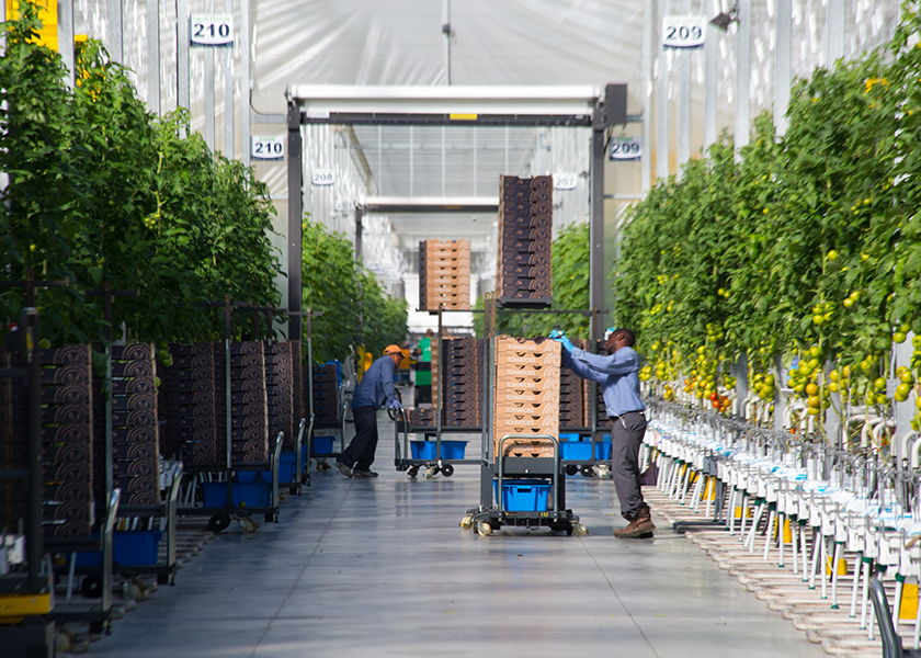 Greenhouse vegetables meet consumer, retail needs