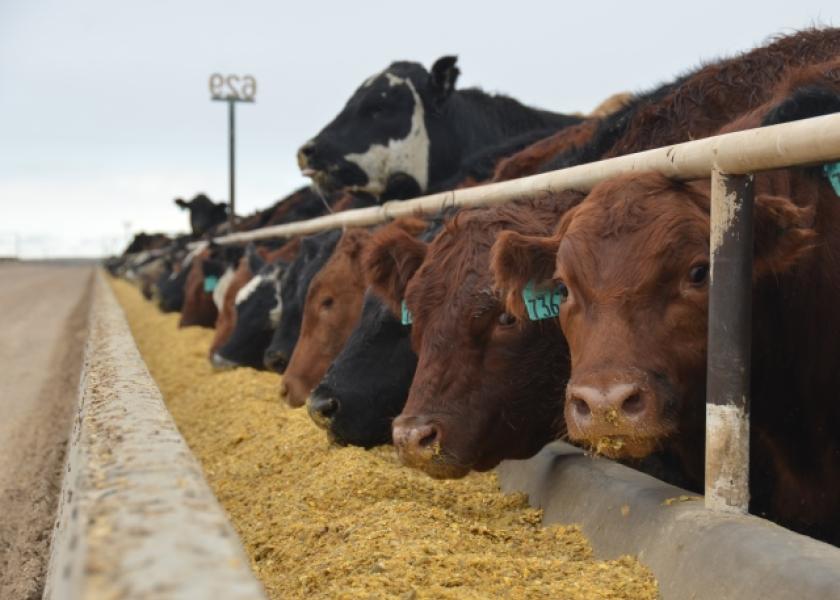 Fed cattle traded steady to $1 lower