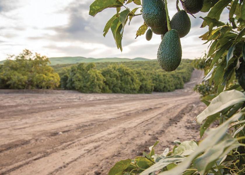 Mission Produce works with thousands of growers to supply avocados to customers around the world.