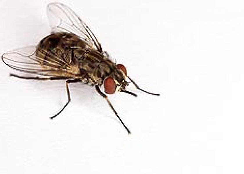 The adult stable fly is one of many biting, blood-feeding insects that aggravate livestock, pets and people.