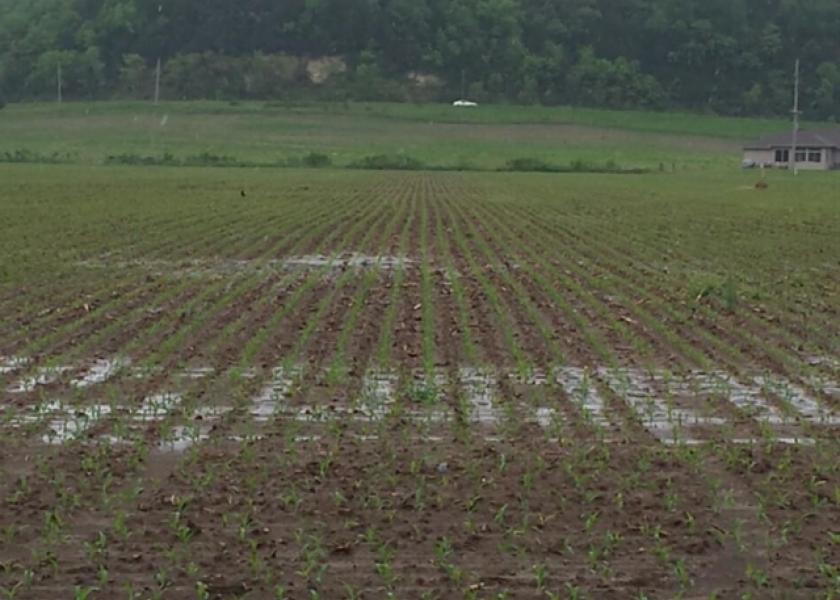 wet corn field cc 0530