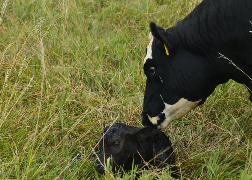 Newborn calf