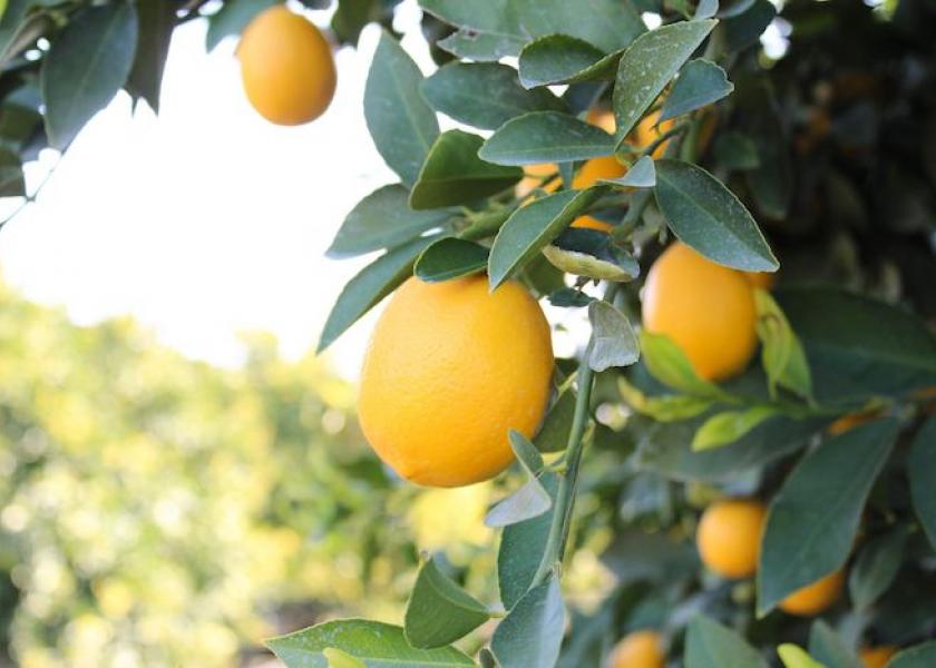 Bee Sweet Citrus has plentiful lemons for Lenten season.