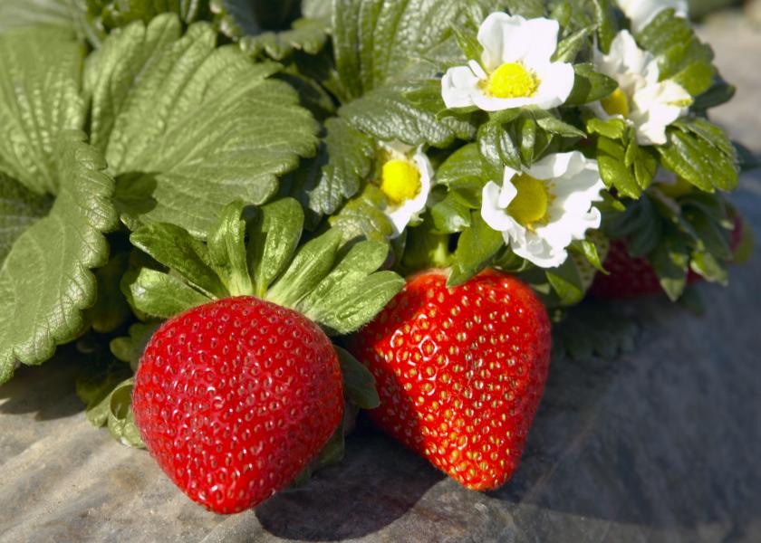 After rain and cold slowed strawberry harvesting in California, volumes are up again and expected to be at promotable volumes for Mother's Day. 