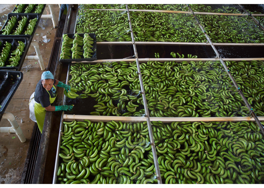 Chestnut Hill Farms adds fair trade bananas | The Packer