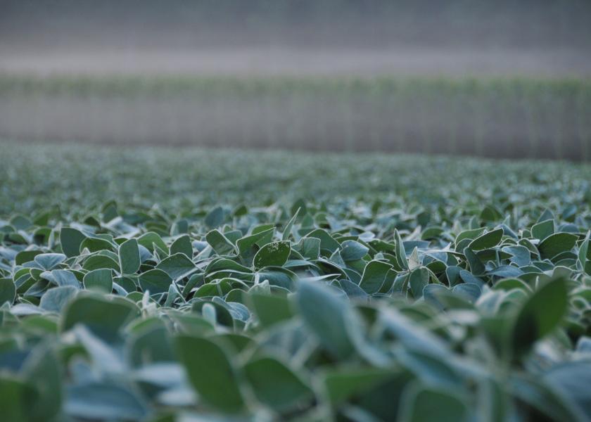 Mind nutrients to maximize soybean yields.