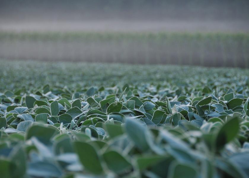 FJ Pulse: More than 40% of Soybean Producers Plan to Apply Dicamba