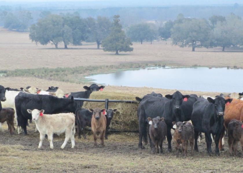 Winter Feeding a Cowherd in the Southeast: Those Girls are Expensive