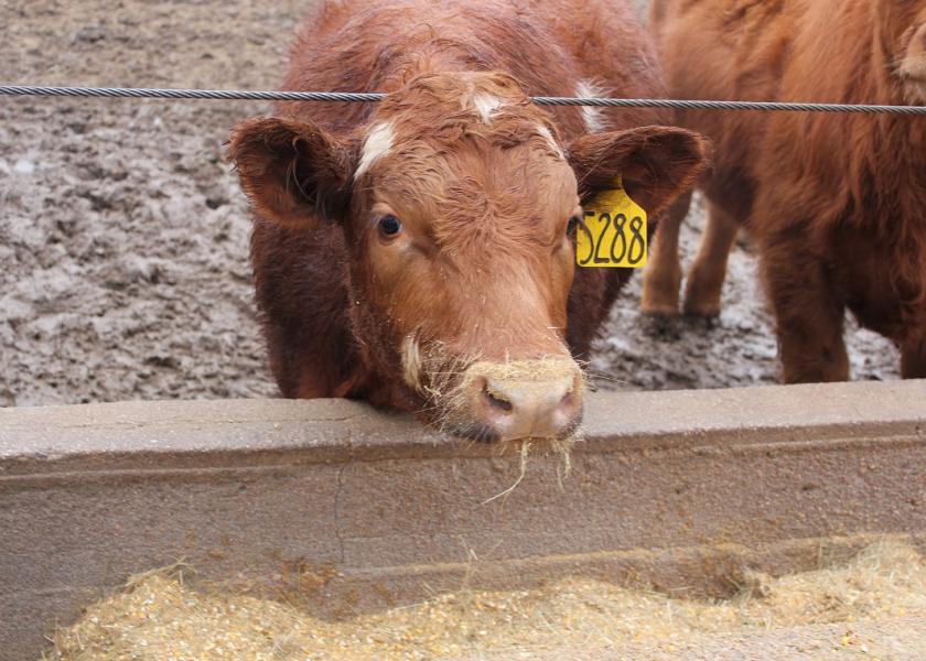Cattle standing at a feed bunk after a recent rain.