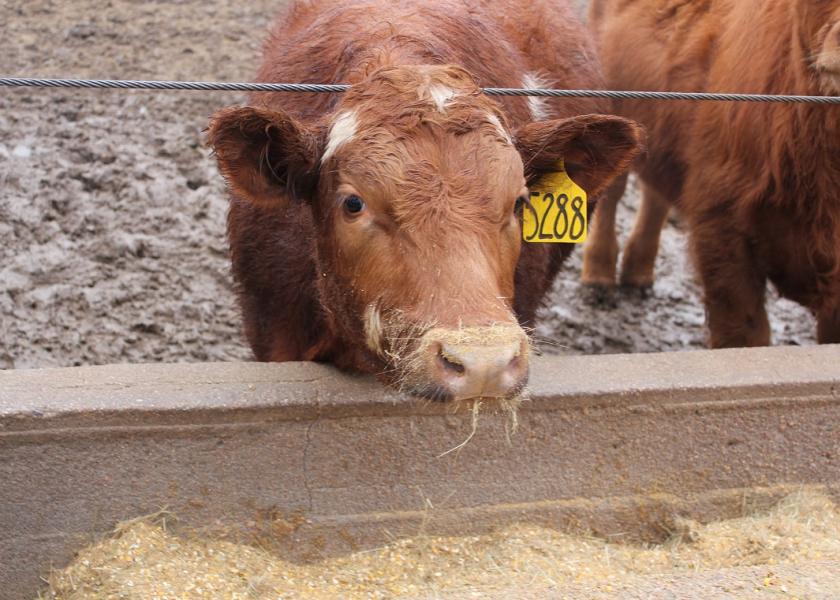 Cattle standing at a feed bunk after a recent rain. 