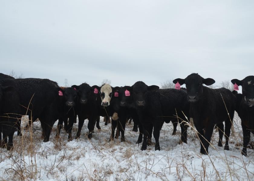 Stocker cattle