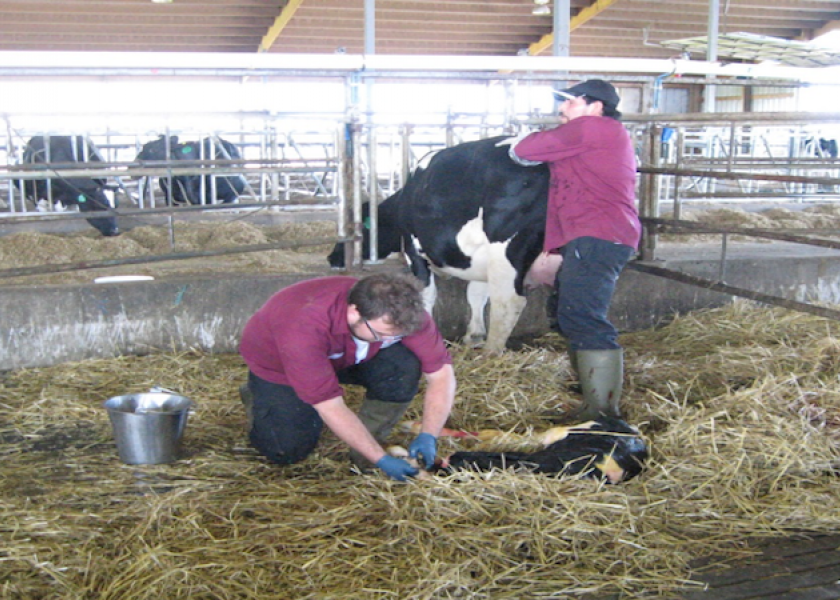Heifer calving.