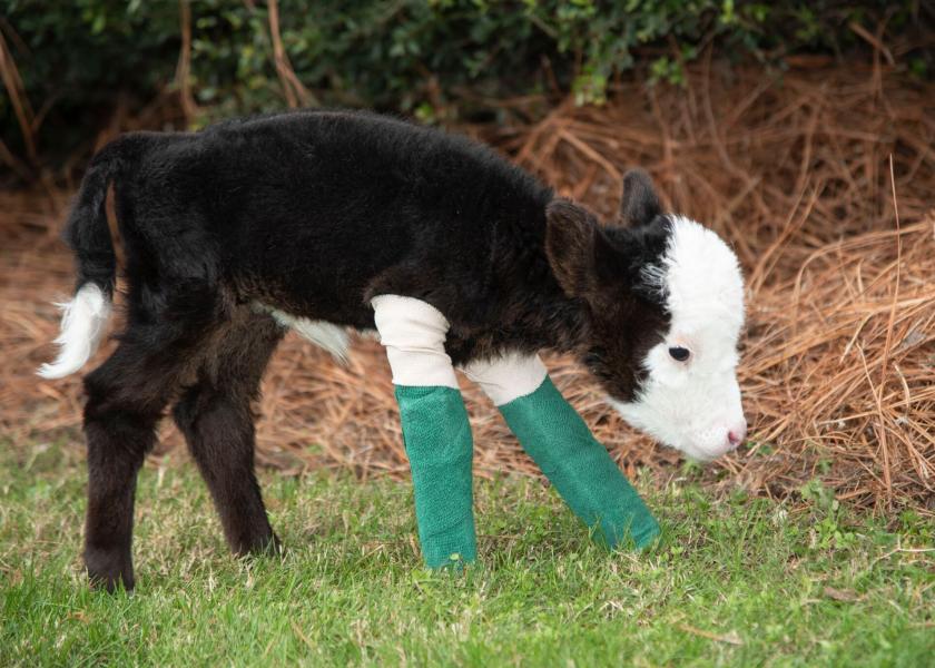 Lil’ Bill, Calf Born Premature Defies the Odds At Mississippi State