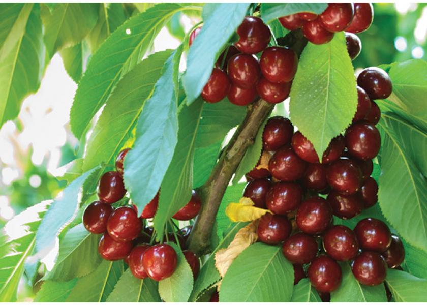 The California cherry crop looks “promising” for Wenatchee, Wash.-based Stemilt Growers LLC, Erick Stonebarger, general manager of Chinchiolo Stemilt California in Stockton said in early April. Most varieties had at least adequate chill hours during the growing season, however, the weather was dry, he says.