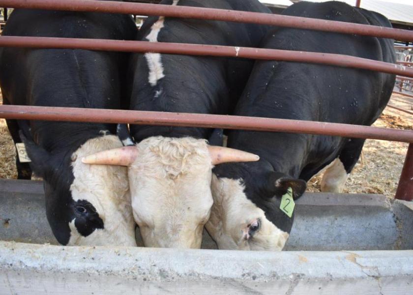 A horned bull from a control group is flanked by two hornless offspring of a genome-edited bull.