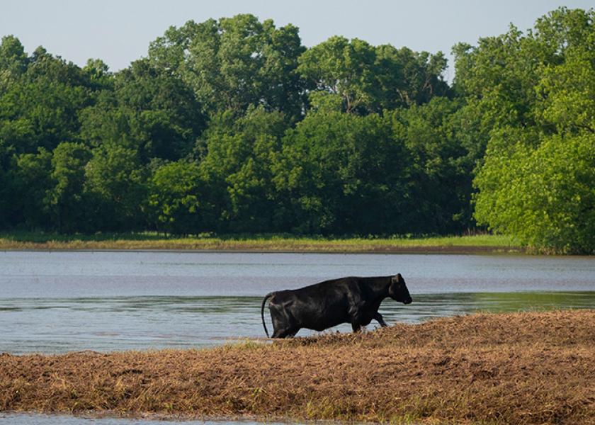 The immediate danger of livestock lost to floodwaters may be receding, but post-flood diseases may now be an issue for cattle operations. 