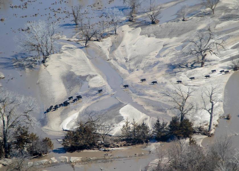 Cattle Losses from Flooding to be Lower Than First Predicted