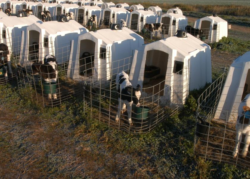 Calves in hutches.