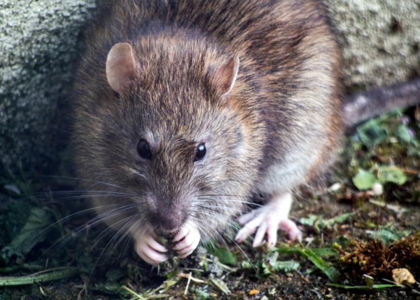 Rats on the Rise: Reports of Rodents Have Increased During Pandemic