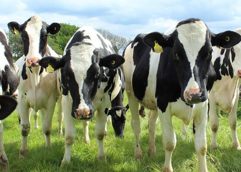 Grazing Dairy Heifers Old is New Again Dairy Herd
