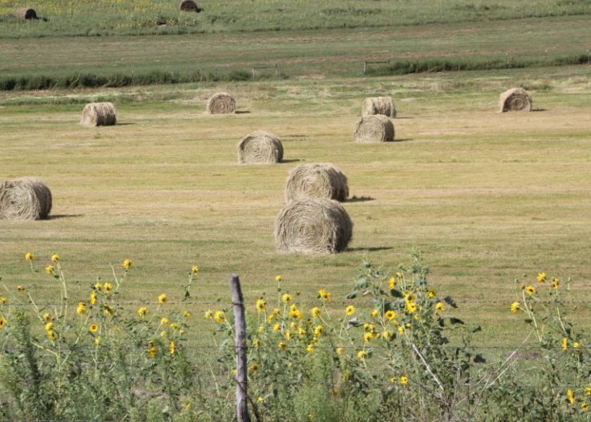 Early Hay Harvest and Fertilizing Meadows Dairy Herd