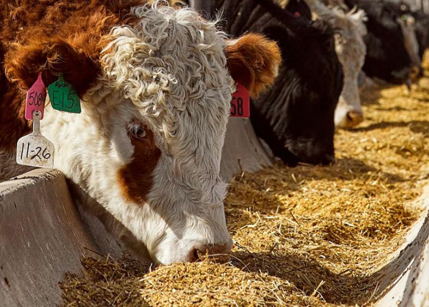 Cattle on feed up 2%