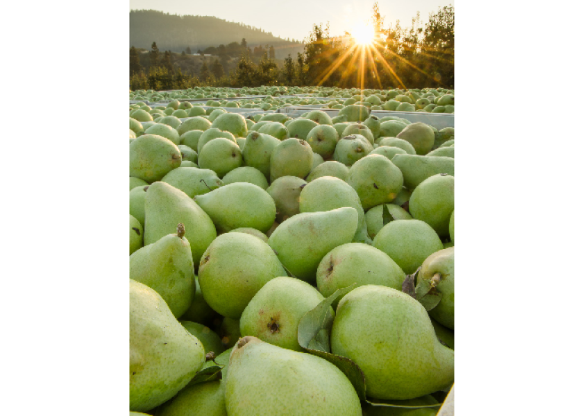 Stemilt ends use of antiripening agents on pears The Packer